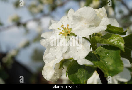 Spring Blossom zu Aple Bäume im Garten nach Regen Stockfoto