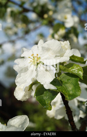 Spring Blossom zu Aple Bäume im Garten nach Regen Stockfoto