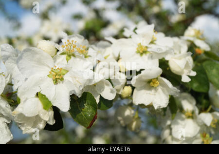 Spring Blossom zu Aple Bäume im Garten nach Regen Stockfoto