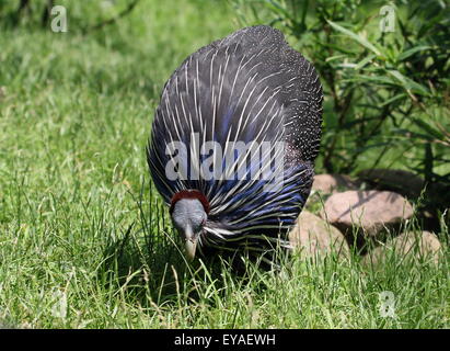 Afrikanische Vulturine Perlhühner (Acryllium Vulturinum) auf Nahrungssuche Stockfoto