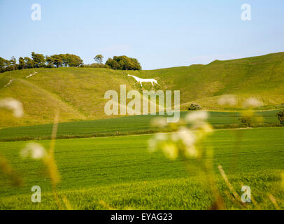 White Horse in Kreide Böschung Hang Cherhill, Wiltshire, England, UK dating aus dem Jahr 1780 Stockfoto