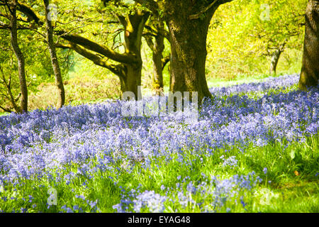 Glockenblumen, Hyacinthoides non-Scripta, Blüte im Laubwald auf Martinsell Hill, Pewsey, Wiltshire, England, UK Stockfoto