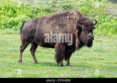 Eine nordamerikanische Bison. Stockfoto