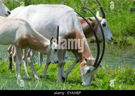 Mehreren Sense Oryx. Stockfoto