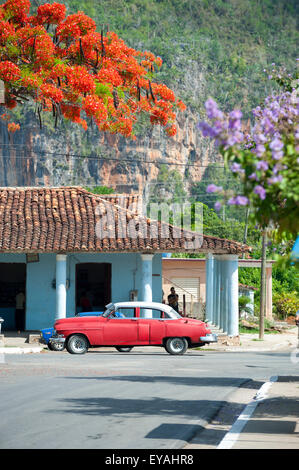 VINALES, Kuba - 20. Mai 2011: Kleinstadt Einwohner warten neben einem klassischen amerikanischen Auto parkten unter einem blühenden Baum rote Flamme. Stockfoto