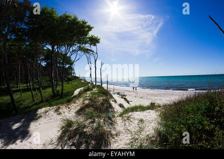 Küste bei Ahrenshoop, Ostsee, Ostsee, Mecklenburg-Vorpommern, Deutschland. Sommerlandschaft mit Sandstrand, blauer Himmel, Bäume, Sonne. Stockfoto