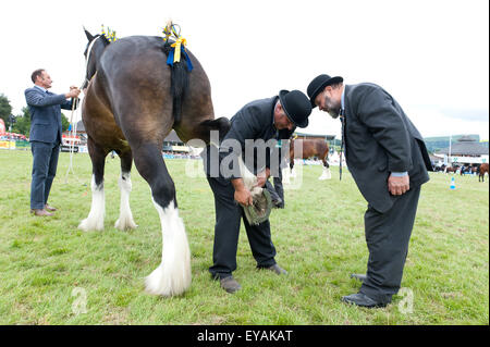 Llanelwedd, Powys, UK. 23. Juli 2015. Richter prüfen Hufe von Shire Horses. Die Royal Welsh Show wird als der größte & renommiertesten Veranstaltung ihrer Art in Europa gefeiert. Mehr als 200.000 Besucher erwartet diese Woche über die viertägige Show Zeitraum - 2014 sahen 237.694 Besucher, 1.033 Alpakas & ein Datensatz 7.959 Vieh Aussteller. Die erste show jemals war bei Aberystwyth in 1904 und zog 442 Vieh Einträge. Bildnachweis: Graham M. Lawrence/Alamy Live-Nachrichten. Stockfoto