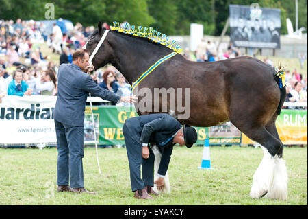 Llanelwedd, Powys, UK. 23. Juli 2015. Richter prüfen Hufe von Shire Horses. Die Royal Welsh Show wird als der größte & renommiertesten Veranstaltung ihrer Art in Europa gefeiert. Mehr als 200.000 Besucher erwartet diese Woche über die viertägige Show Zeitraum - 2014 sahen 237.694 Besucher, 1.033 Alpakas & ein Datensatz 7.959 Vieh Aussteller. Die erste show jemals war bei Aberystwyth in 1904 und zog 442 Vieh Einträge. Bildnachweis: Graham M. Lawrence/Alamy Live-Nachrichten. Stockfoto