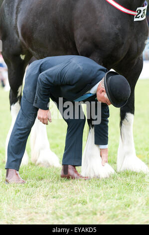 Llanelwedd, Powys, UK. 23. Juli 2015. Richter prüfen Hufe von Shire Horses. Die Royal Welsh Show wird als der größte & renommiertesten Veranstaltung ihrer Art in Europa gefeiert. Mehr als 200.000 Besucher erwartet diese Woche über die viertägige Show Zeitraum - 2014 sahen 237.694 Besucher, 1.033 Alpakas & ein Datensatz 7.959 Vieh Aussteller. Die erste show jemals war bei Aberystwyth in 1904 und zog 442 Vieh Einträge. Bildnachweis: Graham M. Lawrence/Alamy Live-Nachrichten. Stockfoto