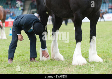 Llanelwedd, Powys, UK. 23. Juli 2015. Richter prüfen Hufe von Shire Horses. Die Royal Welsh Show wird als der größte & renommiertesten Veranstaltung ihrer Art in Europa gefeiert. Mehr als 200.000 Besucher erwartet diese Woche über die viertägige Show Zeitraum - 2014 sahen 237.694 Besucher, 1.033 Alpakas & ein Datensatz 7.959 Vieh Aussteller. Die erste show jemals war bei Aberystwyth in 1904 und zog 442 Vieh Einträge. Bildnachweis: Graham M. Lawrence/Alamy Live-Nachrichten. Stockfoto