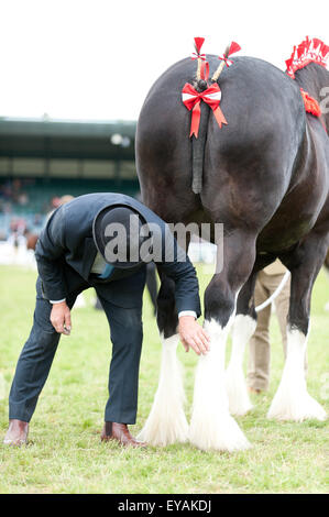 Llanelwedd, Powys, UK. 23. Juli 2015. Richter prüfen Hufe von Shire Horses. Die Royal Welsh Show wird als der größte & renommiertesten Veranstaltung ihrer Art in Europa gefeiert. Mehr als 200.000 Besucher erwartet diese Woche über die viertägige Show Zeitraum - 2014 sahen 237.694 Besucher, 1.033 Alpakas & ein Datensatz 7.959 Vieh Aussteller. Die erste show jemals war bei Aberystwyth in 1904 und zog 442 Vieh Einträge. Bildnachweis: Graham M. Lawrence/Alamy Live-Nachrichten. Stockfoto