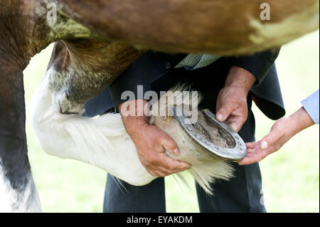 Llanelwedd, Powys, UK. 23. Juli 2015. Richter prüfen Hufe von Shire Horses. Die Royal Welsh Show wird als der größte & renommiertesten Veranstaltung ihrer Art in Europa gefeiert. Mehr als 200.000 Besucher erwartet diese Woche über die viertägige Show Zeitraum - 2014 sahen 237.694 Besucher, 1.033 Alpakas & ein Datensatz 7.959 Vieh Aussteller. Die erste show jemals war bei Aberystwyth in 1904 und zog 442 Vieh Einträge. Bildnachweis: Graham M. Lawrence/Alamy Live-Nachrichten. Stockfoto