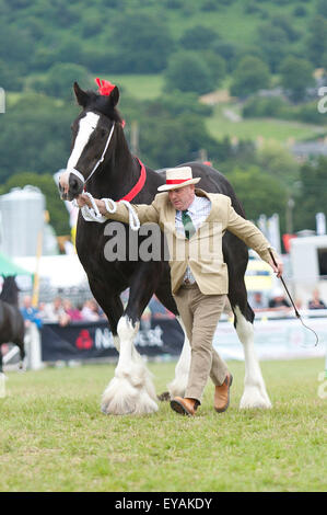 Llanelwedd, Powys, UK. 23. Juli 2015. Das Shire Horse-Event findet in der Main-Ring statt. Die Royal Welsh Show wird als der größte & renommiertesten Veranstaltung ihrer Art in Europa gefeiert. Mehr als 200.000 Besucher erwartet diese Woche über die viertägige Show Zeitraum - 2014 sahen 237.694 Besucher, 1.033 Alpakas & ein Datensatz 7.959 Vieh Aussteller. Die erste show jemals war bei Aberystwyth in 1904 und zog 442 Vieh Einträge. Bildnachweis: Graham M. Lawrence/Alamy Live-Nachrichten. Stockfoto