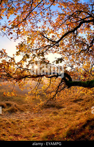 goldene Sonne durch Äste im Herbst Stockfoto
