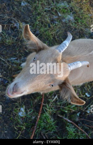 Eine goldene Guernsey Ziege in einem Feld Stockfoto