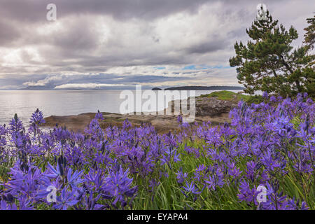 Camas Blüten, Washington, San Juan Islands, Sucia Insel Stockfoto