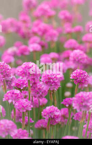 Mehrjährige Blumen, Meer Sparsamkeit (Armeria Maritima). Plumbaginaceae Familie. Stockfoto