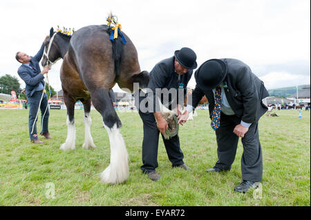 Llanelwedd, Powys, UK. 23. Juli 2015. Richter prüfen Hufe von Shire Horses in der Main-Ring. Die Royal Welsh Show wird als der größte & renommiertesten Veranstaltung ihrer Art in Europa gefeiert. Mehr als 200.000 Besucher erwartet diese Woche über die viertägige Show Zeitraum - 2014 sahen 237.694 Besucher, 1.033 Alpakas & ein Datensatz 7.959 Vieh Aussteller. Die erste show jemals war bei Aberystwyth in 1904 und zog 442 Vieh Einträge. Bildnachweis: Graham M. Lawrence/Alamy Live-Nachrichten. Stockfoto