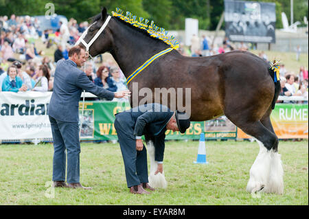 Llanelwedd, Powys, UK. 23. Juli 2015. Richter prüfen Hufe von Shire Horses in der Main-Ring. Die Royal Welsh Show wird als der größte & renommiertesten Veranstaltung ihrer Art in Europa gefeiert. Mehr als 200.000 Besucher erwartet diese Woche über die viertägige Show Zeitraum - 2014 sahen 237.694 Besucher, 1.033 Alpakas & ein Datensatz 7.959 Vieh Aussteller. Die erste show jemals war bei Aberystwyth in 1904 und zog 442 Vieh Einträge. Bildnachweis: Graham M. Lawrence/Alamy Live-Nachrichten. Stockfoto