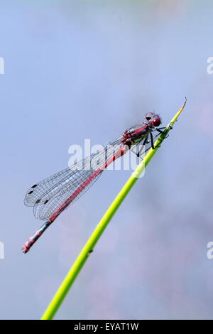 Red dragonfly sitting on the leaf of plant Stockfoto