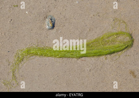 Algen auf einem überdachten Sandstrand Stockfoto