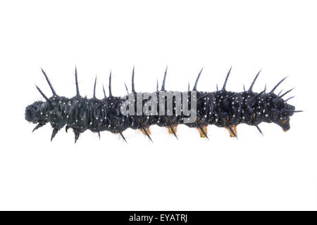 Schwarze Raupe mit weißen Flecken auf einem weißen Hintergrund isoliert Stockfoto