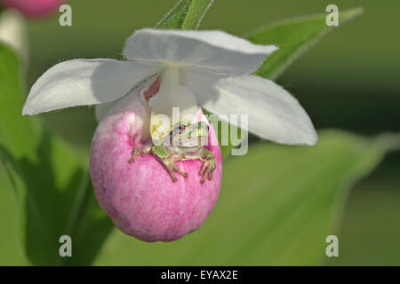 Auffällige Frauenschuh (Cypripedium Reginae) Stockfoto