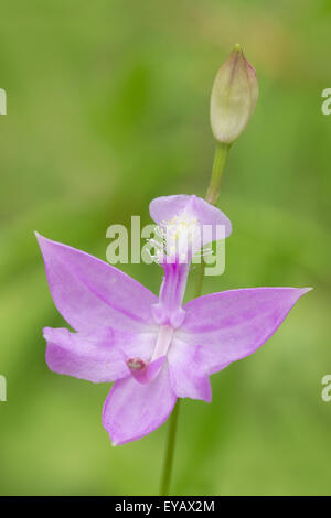 Grass Pink (Calopogon Tuberosus) Stockfoto