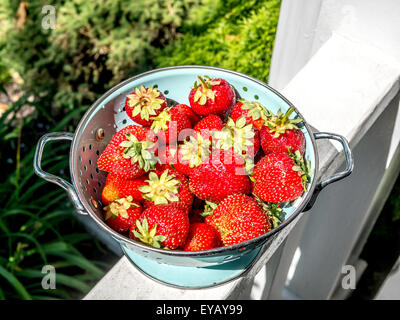 Frische Erdbeeren in hell blau Sieb. Stockfoto