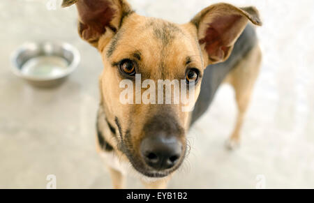 Hundenapf ist ein neugierig Hund suchen und warten gespannt auf eine Mahlzeit in seine Schale. Stockfoto