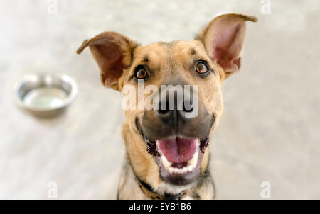 Hund und Schüssel ist ein netter deutscher Schäferhund-Hund glücklich und gespannt warten auf eine Mahlzeit in seine Schale. Stockfoto