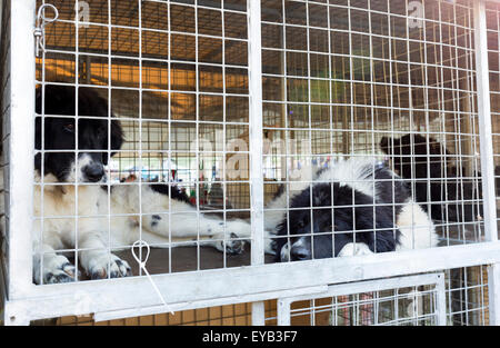 Obdachlose und herrenlose traurige Hunde werden in Käfigen gehalten. Stockfoto