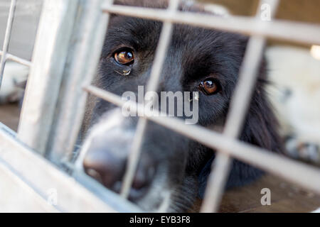 Obdachlose und herrenlose traurige Hunde werden in Käfigen gehalten. Stockfoto