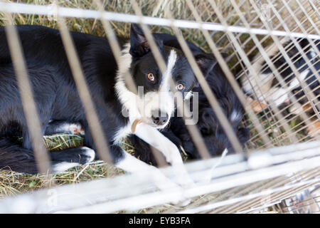 Obdachlose und herrenlose traurige Hunde werden in Käfigen gehalten. Stockfoto