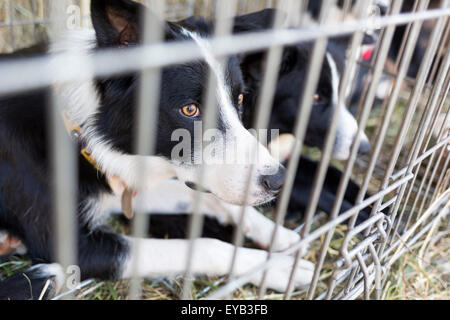 Obdachlose und herrenlose traurige Hunde werden in Käfigen gehalten. Stockfoto