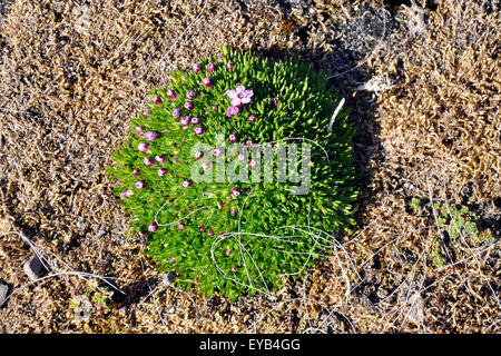 Norwegen, Svalbard-Inseln, Spitzbergen Insel heimische Flora Palemonium borealis Stockfoto