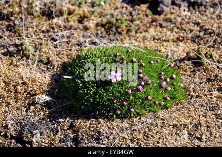 Norwegen, Svalbard-Inseln, Spitzbergen Insel heimische Flora Palemonium borealis Stockfoto