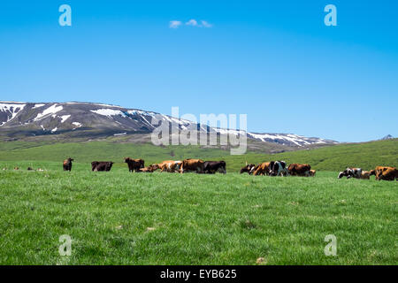 Landschaft mit einer Herde von weidenden Kühen in Island Stockfoto