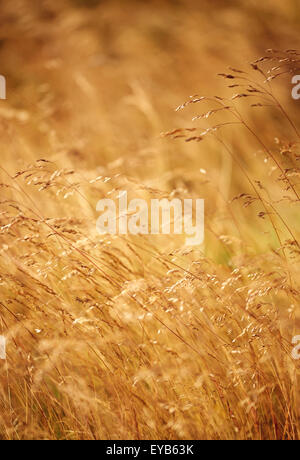 Gräser in eine sanfte Sommerbrise auf einem Juliabend winken Stockfoto
