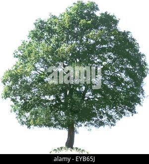 Eiche-Vektor-Illustration-Ausschnitt Stock Vektor