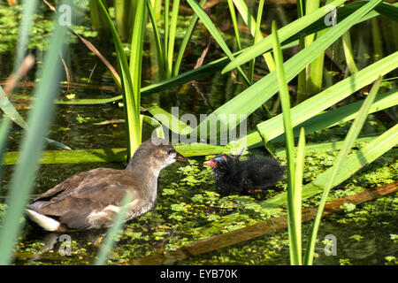 Eine juvenilen Teichhuhn Fütterung eine Küken. Stockfoto