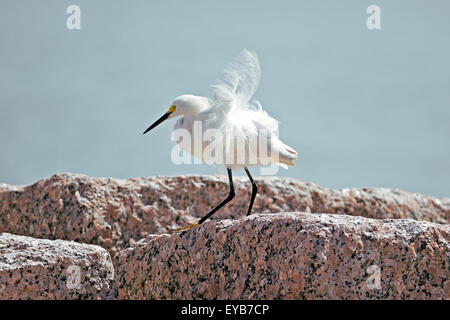 Snowy Reiher hat helle weiße Pflaume und gelbe Füße Stockfoto