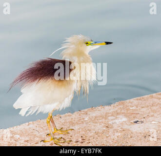 Indischen Teich Heron Trocknung selbst nach Fischen Tauchen Stockfoto