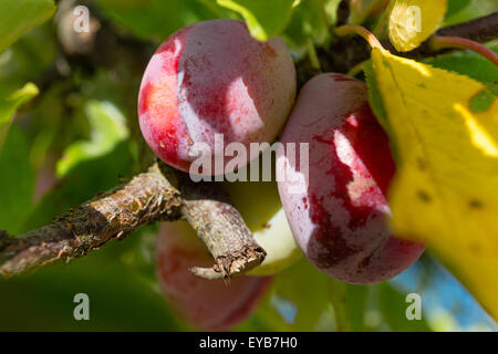 Closeup of plums in the tree Stockfoto