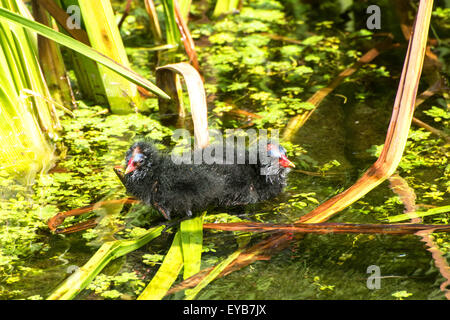 Zwei Küken Teichhuhn sitzen Rücken an Rücken Stockfoto