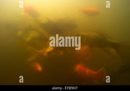 Koi, Karpfen oder Goldfisch, in einem Teich, Göteborg, Schweden Stockfoto