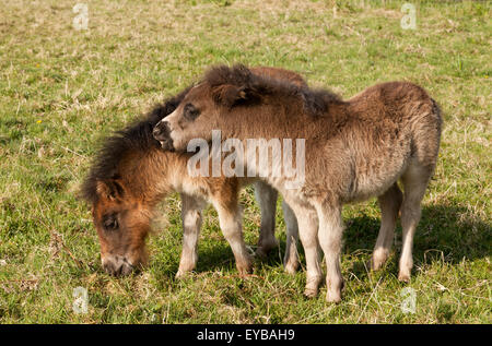 Zwei junge Fohlen in einer Wiese, einer der anderen beißen Stockfoto