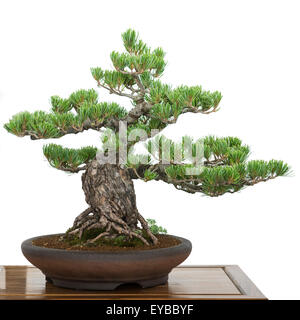 Kiefer (Pinus Parviflora) aus Japan als alte Bonsai-Baum Stockfoto