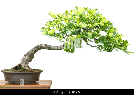Weiß isoliert Deutsche Eiche (Quercus Robur) als Bonsai-Baum Stockfoto
