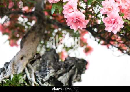 Nahaufnahme von rosa Blüten ein Bonsai Baum Rhododendron indicum Stockfoto